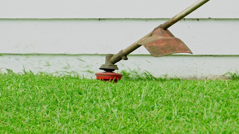 How Our Tree Care Process Works  in  Sesser, IL
